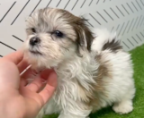 Havachon Puppies For Sale Puppy Love PR